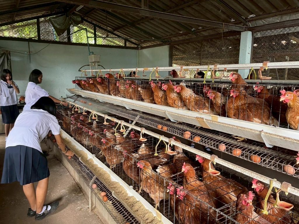 การเลี้ยงไก่ไข่