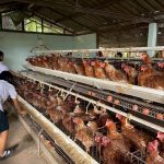 การเลี้ยงไก่ไข่